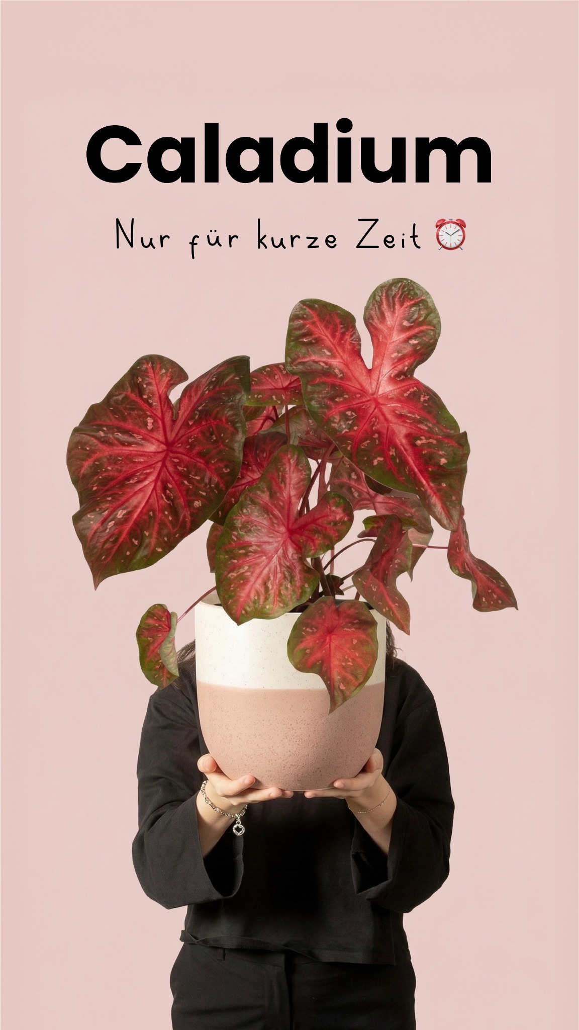 feey.pflanzen Facebook ad