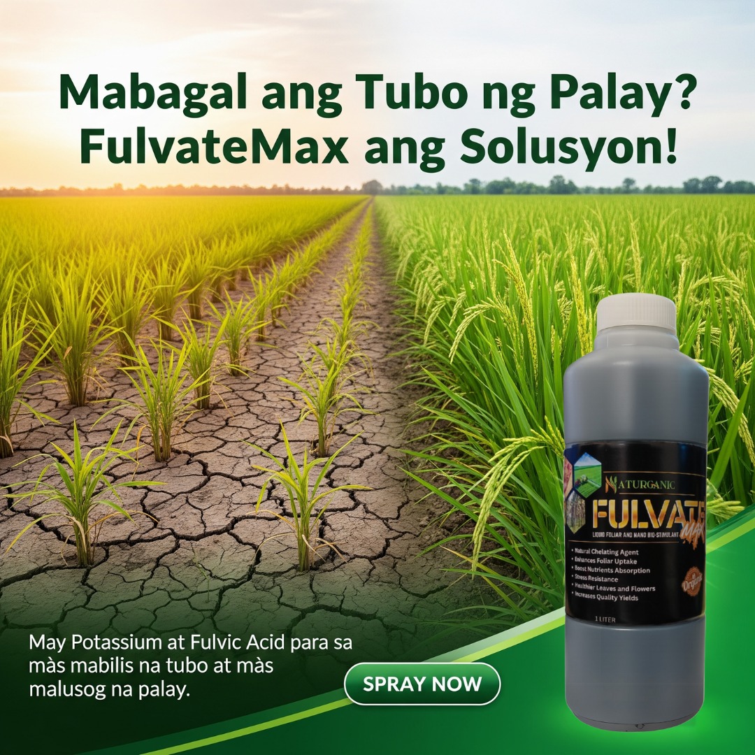 FulvateMax Facebook ad: ๐๐๐๐๐ ๐๐ฅ ๐๐ง๐ ๐ญ๐ฎ๐๐จ ๐ง๐ ๐ฉ๐๐ฅ๐๐ฒ?