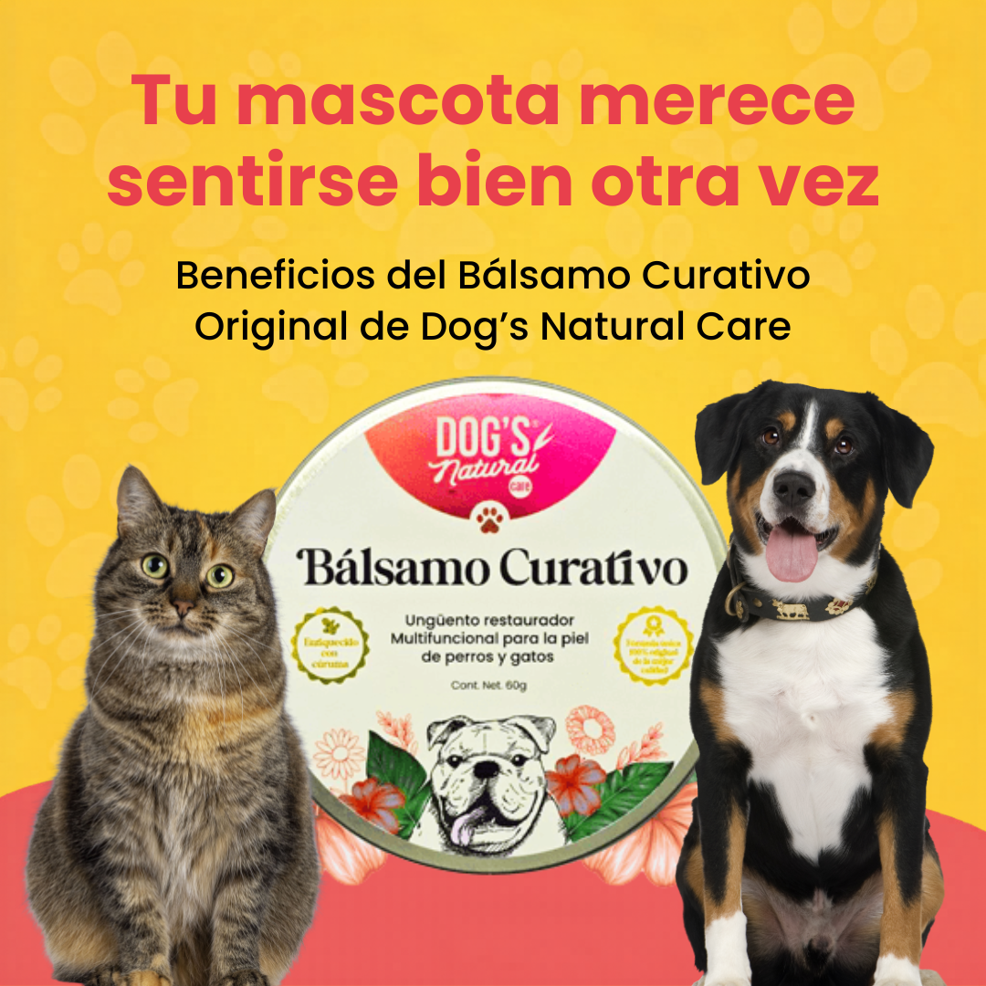 dogsnaturalcare Facebook ad: ¿Tu mascota está caminando mojada por la lluvia…