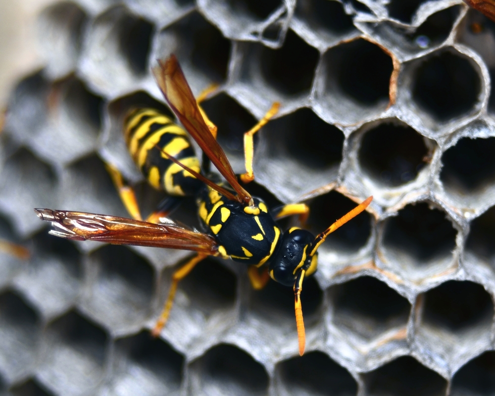 Men in Black Pest Control Services Inc. Facebook ad