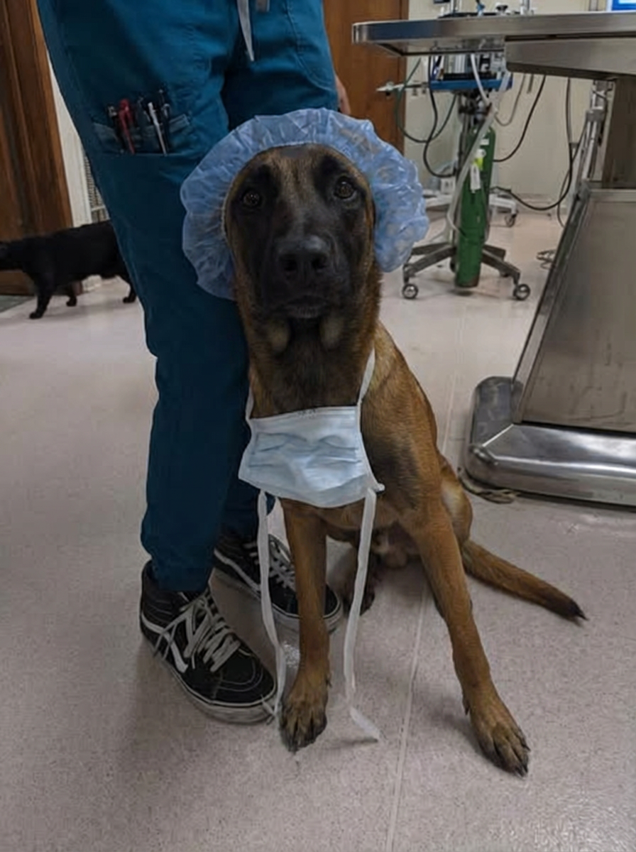 Lakeview Animal Hospital Facebook ad