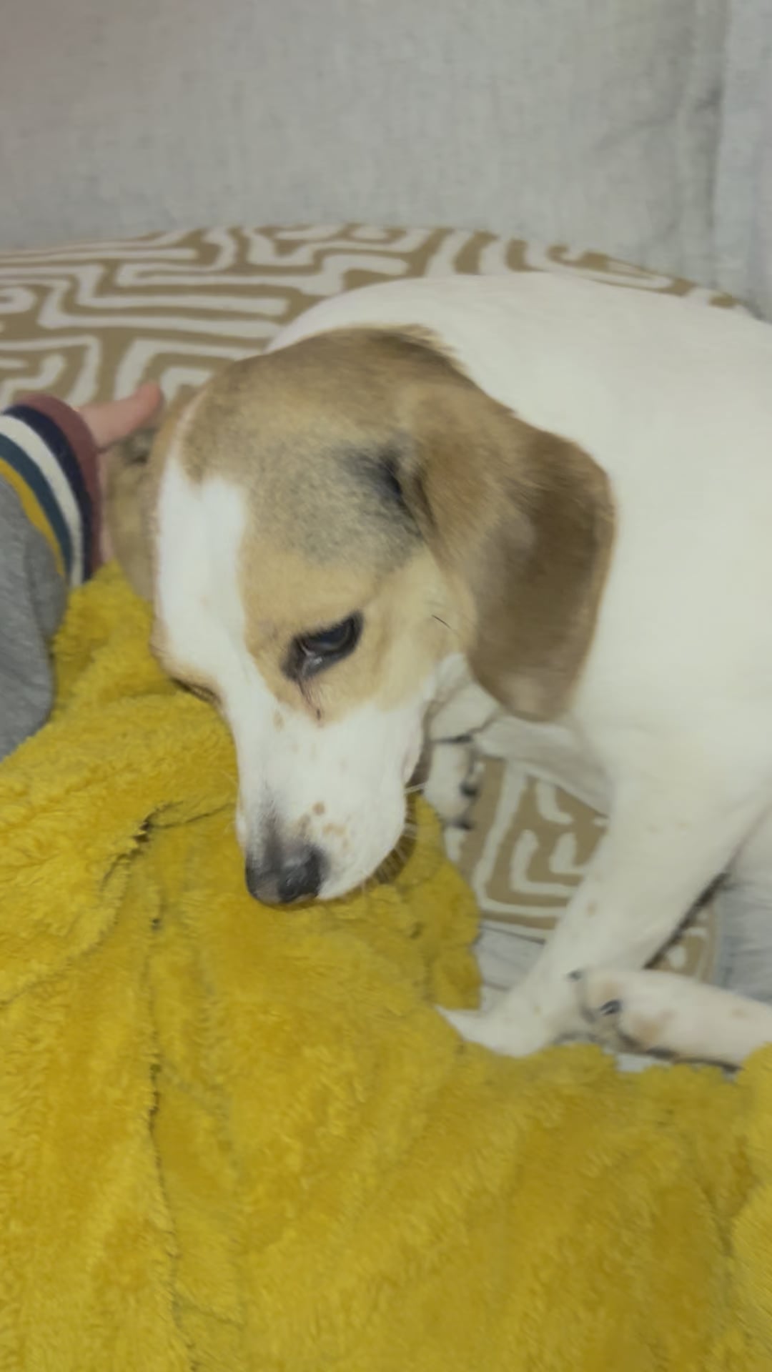Emma Collins Facebook ad: Read this if your dog eats ANYTHING outside