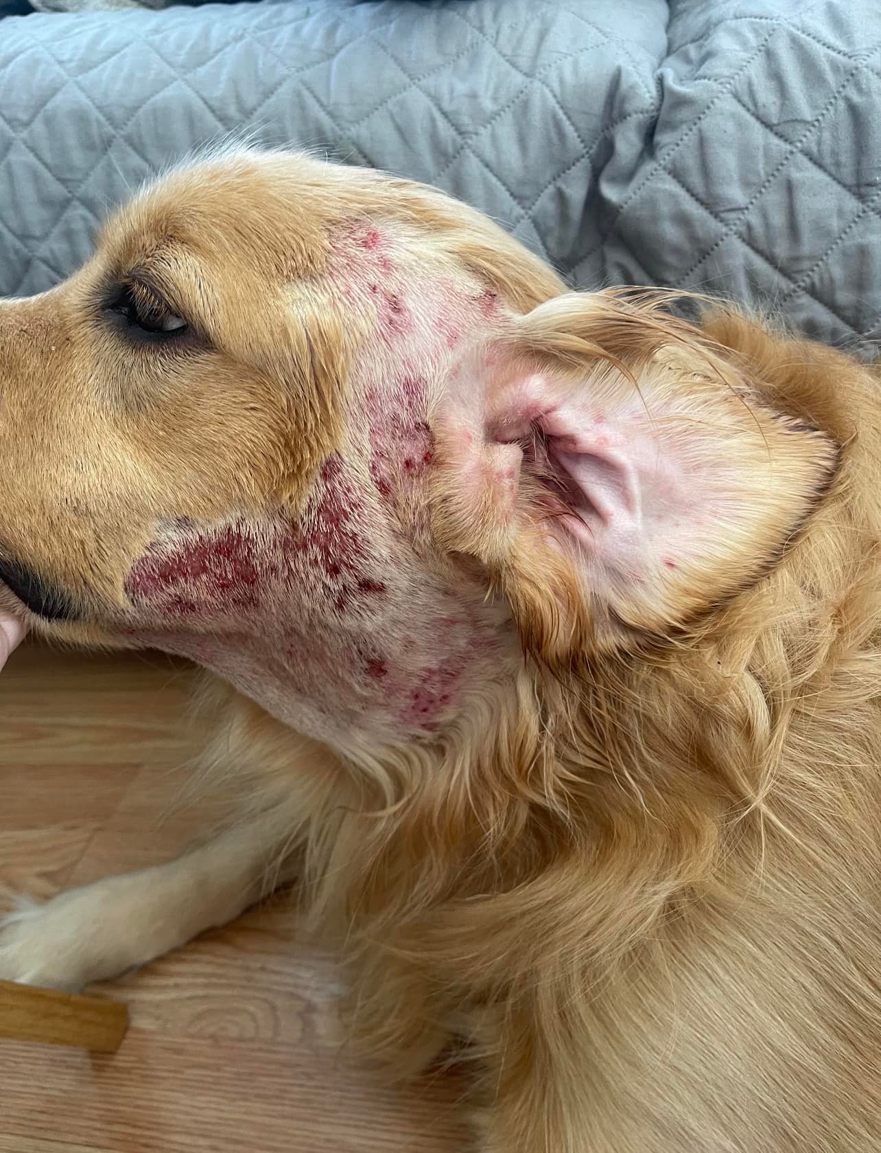 The Holistic Hound Facebook ad: Is your dog itching non stop?