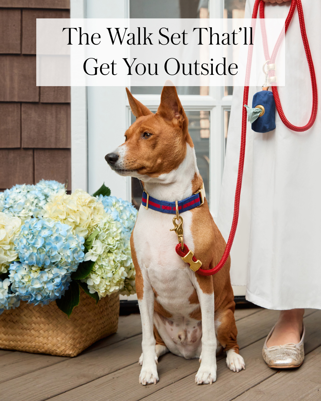 The Foggy Dog Facebook ad
