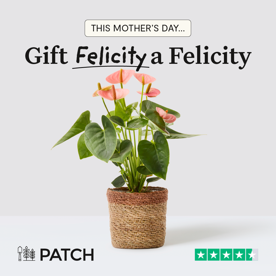 Patch plants Facebook ad