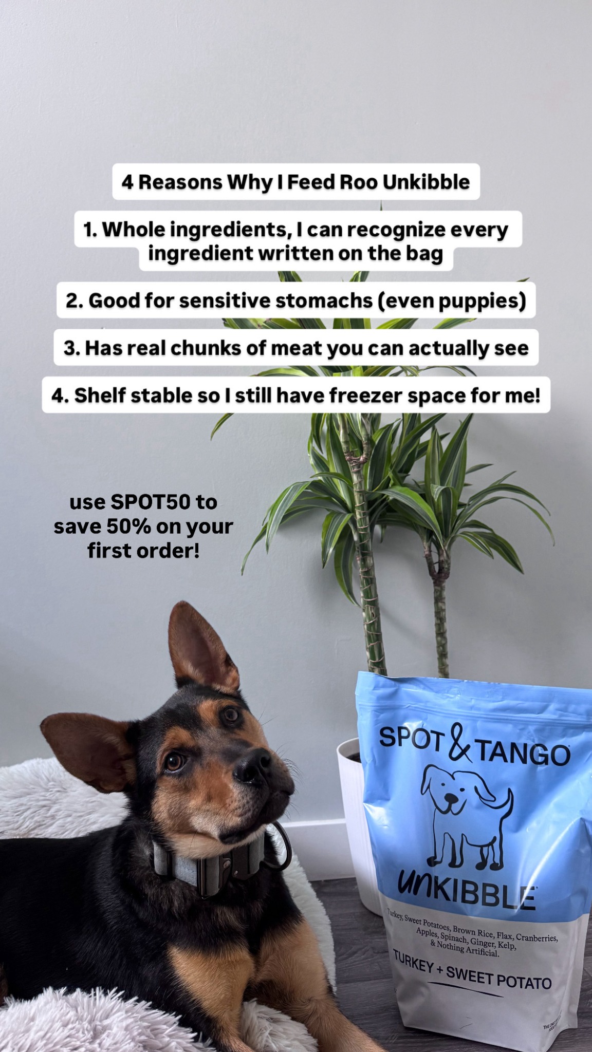 Kylo the Pomapoo Facebook ad