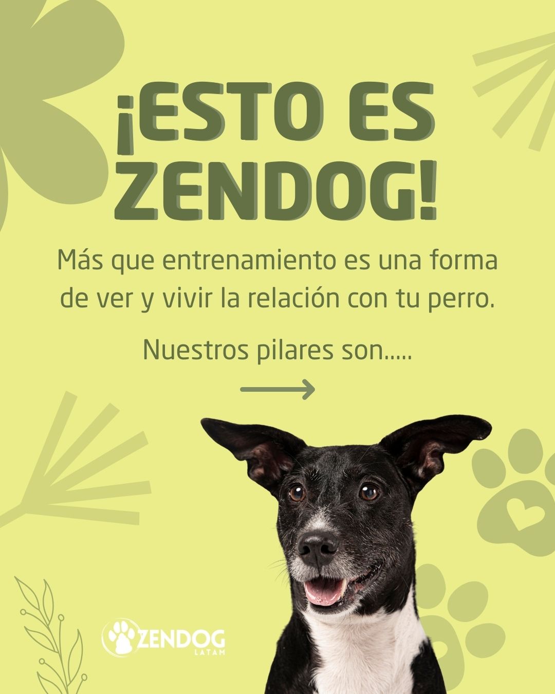 Zendog Latam Facebook ad: ¿Cómo te gustaría vivir la relación con tu…