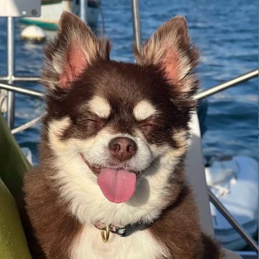 Pet Wellness Direct Facebook ad