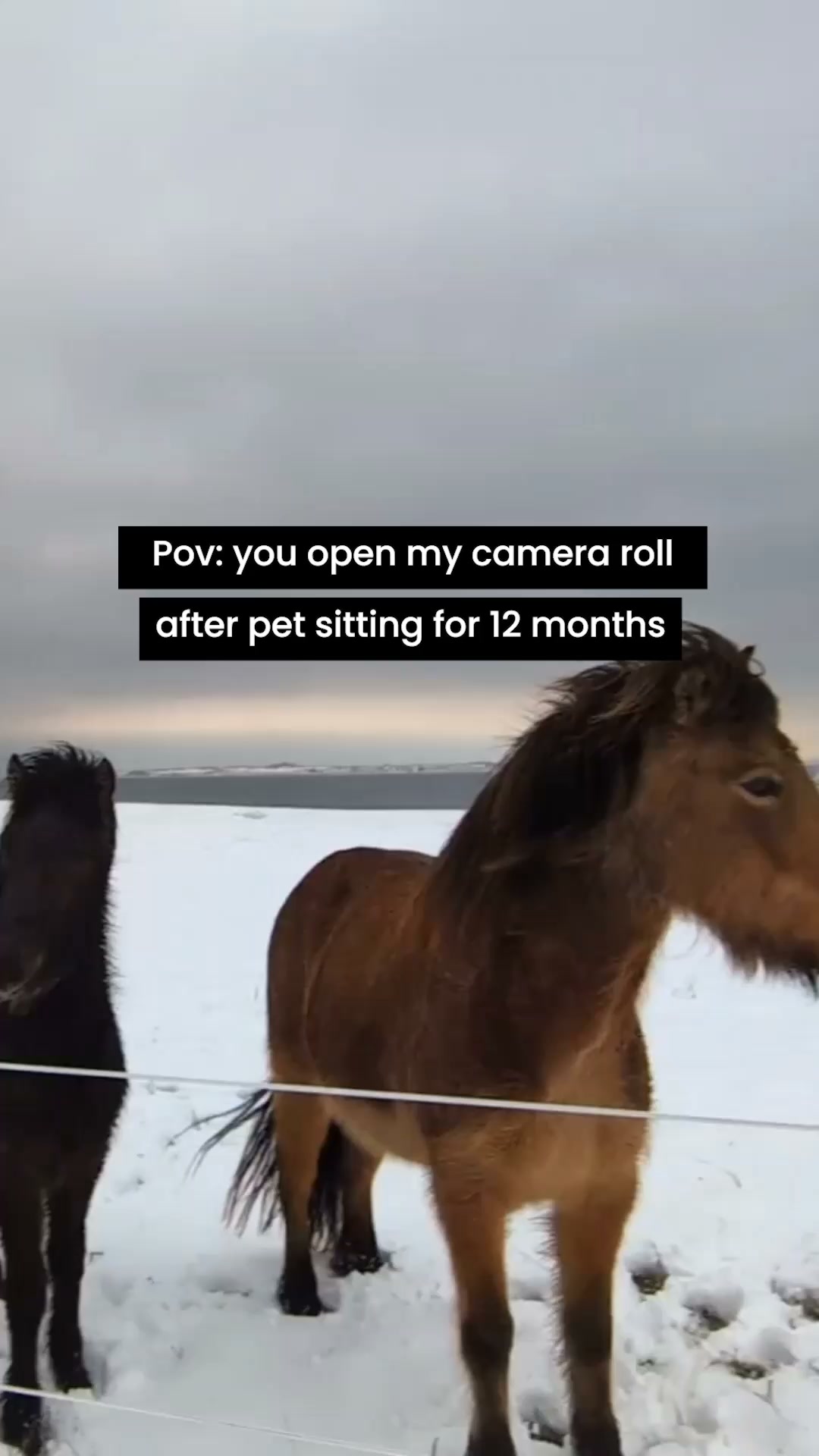 TrustedHousesitters Facebook ad: See the world by pet sitting