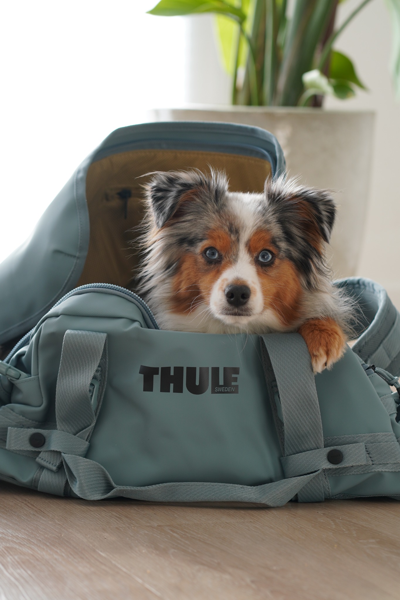 Thule Facebook ad