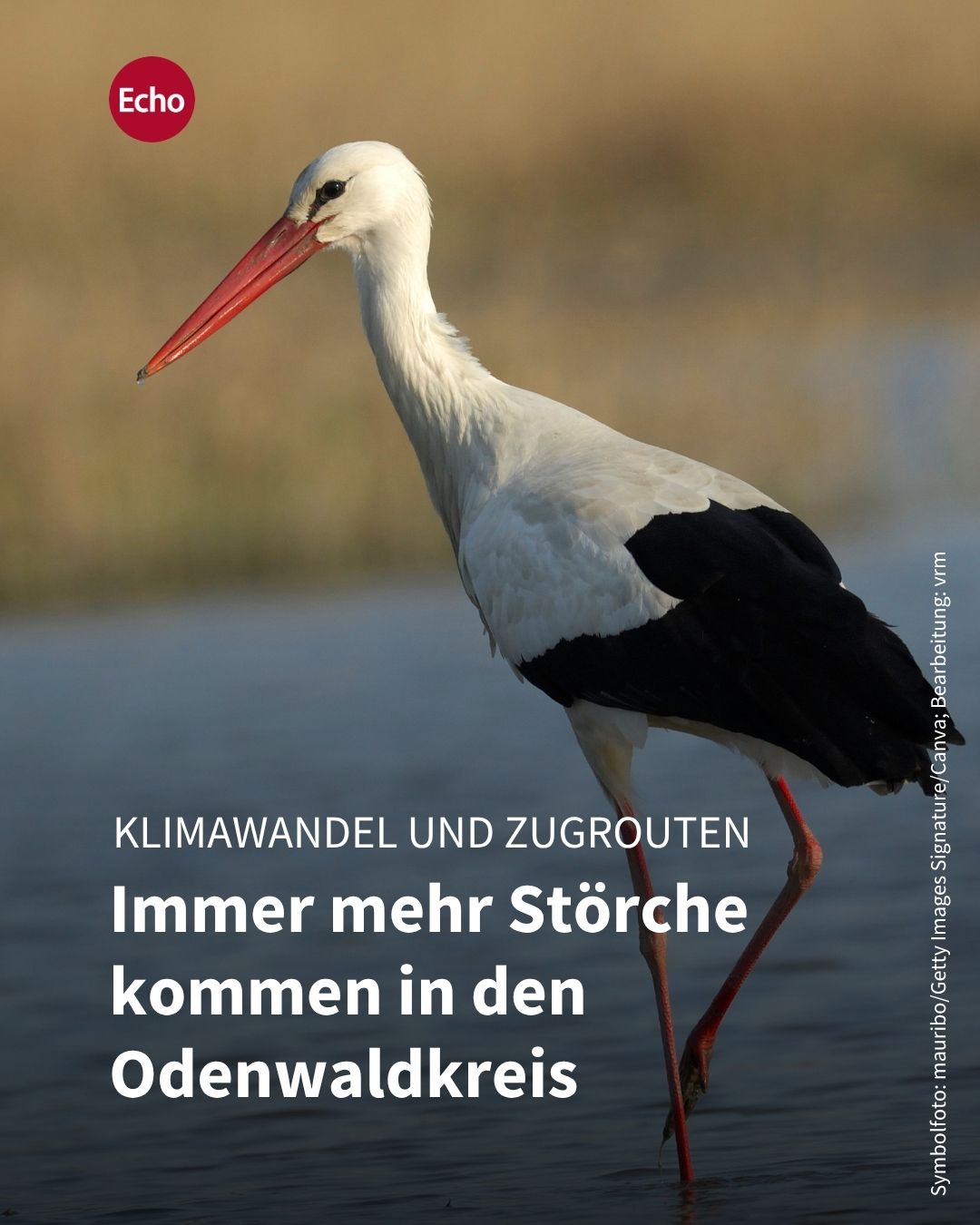 Echo Online Facebook ad: Immer mehr Störche machen im Odenwaldkreis Rast.