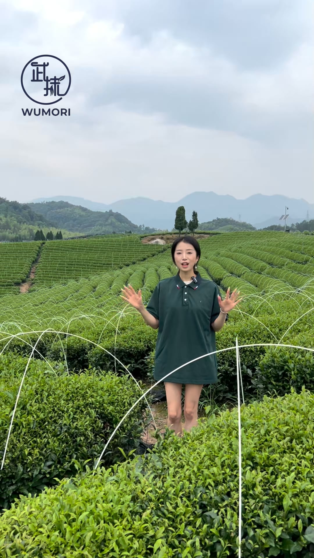 Wumori Facebook ad: Matcha Wholesale Inquiry Form