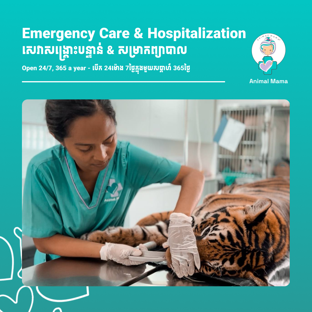 Animal Mama Veterinary Hospital & Emergency Facebook ad