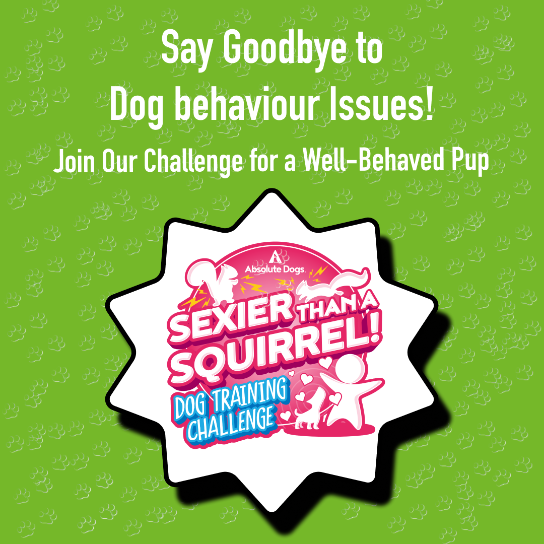 absoluteDOGS Facebook ad