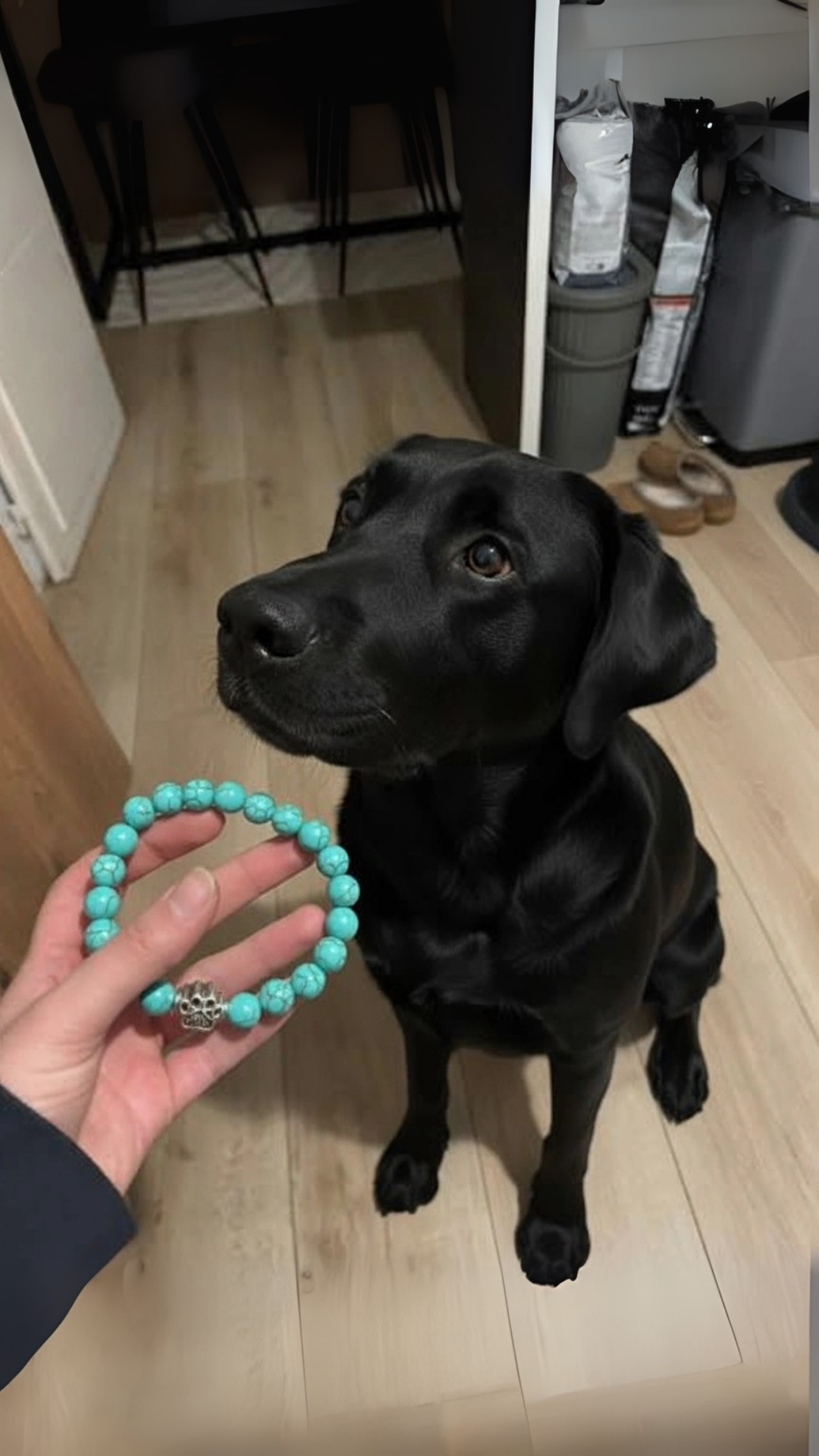 Rescue Paws Facebook ad