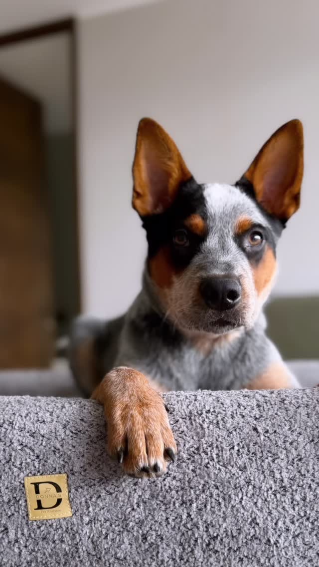 Donna's Pet Boutique Facebook ad: Algunas conquistas duran mucho más que un momento.