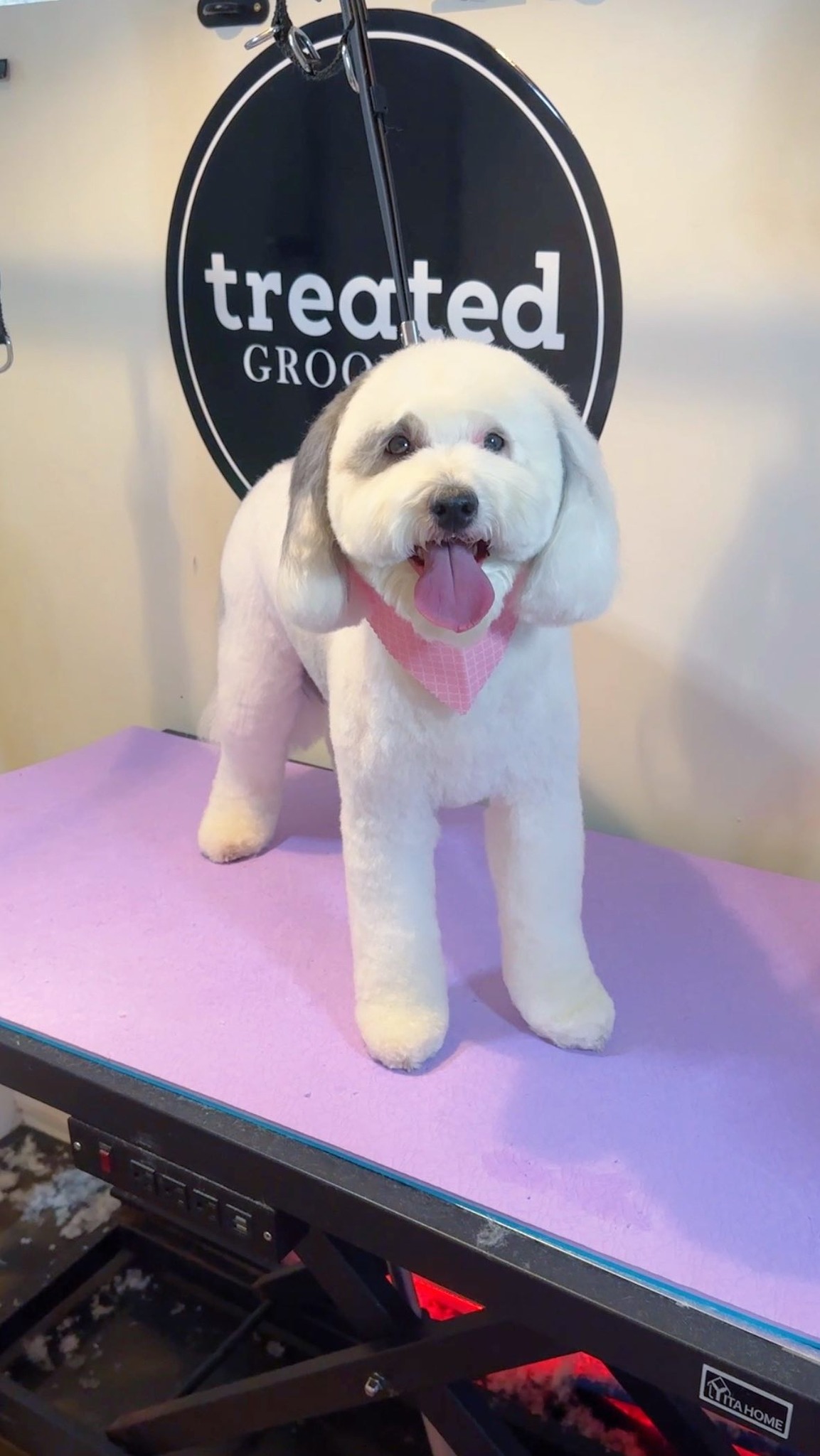 Treated Groom Spa Facebook ad: Reinventing The Art of Dog Grooming ~ Your…