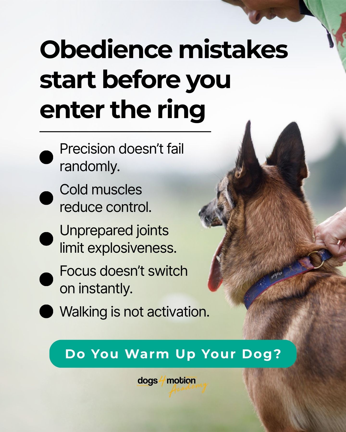Dogs4motion Academy for active dogs Facebook ad