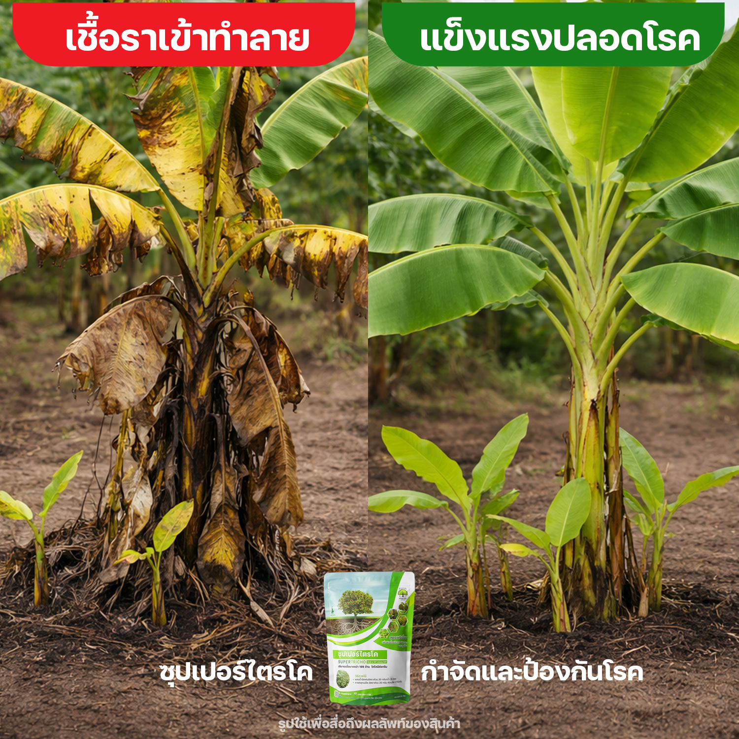ซุปเปอร์ไตรโค สูตรป้องกันและกำจัดเชื้อรา Facebook ad