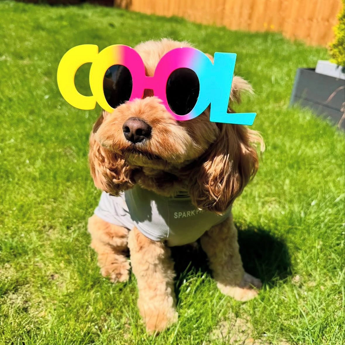 Wiggle butt Facebook ad: ๐ฆ๐๐ฎ๐ ๐ฐ๐ต๐ถ๐น๐น, ๐๐๐บ๐บ๐ฒ๐ฟโ๐ ๐ต๐ฒ๐ฟ๐ฒ!