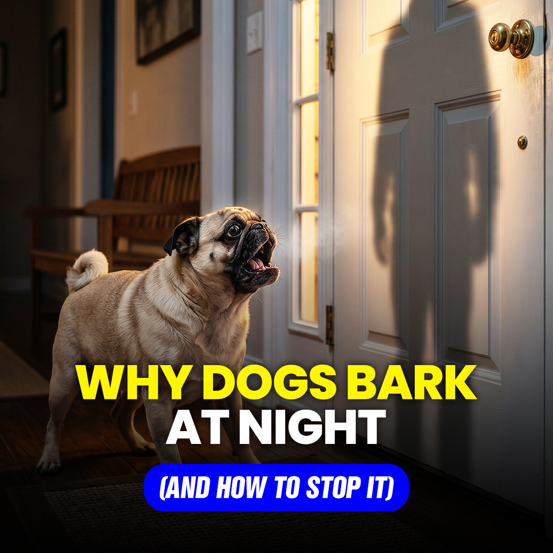 Mike James Dog Training Facebook ad