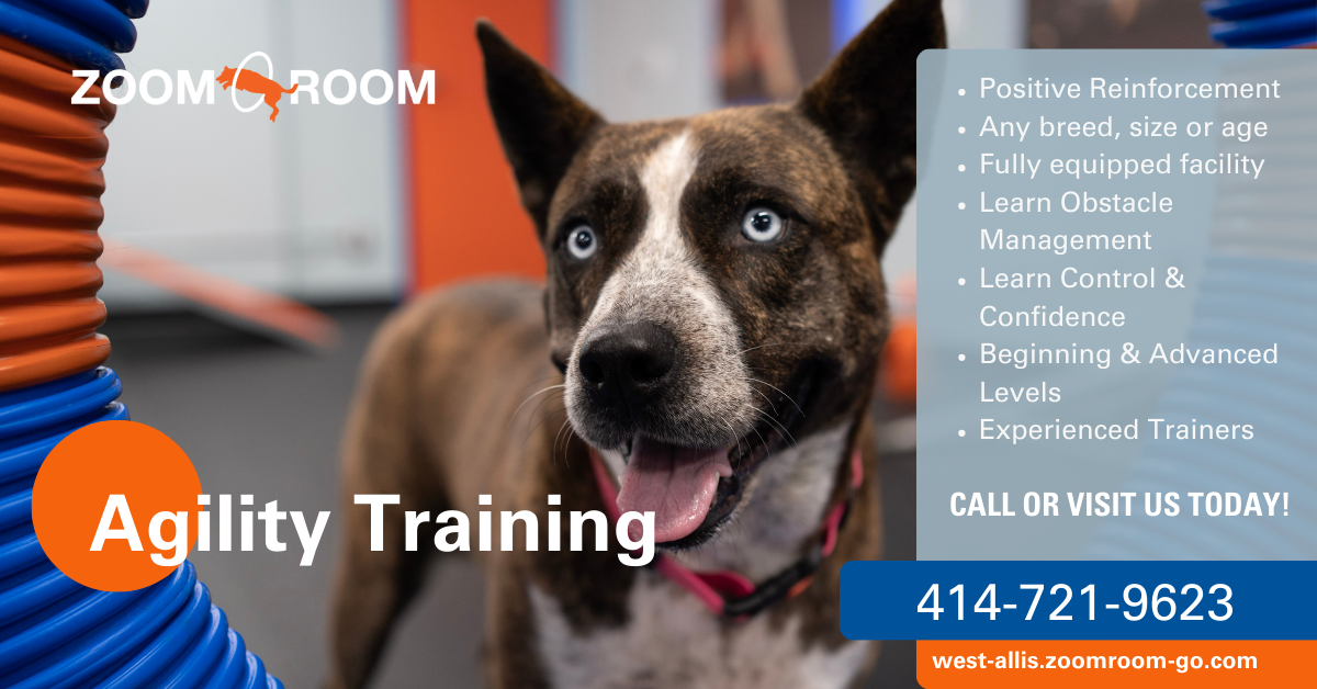 Zoom Room Dog Training Facebook ad