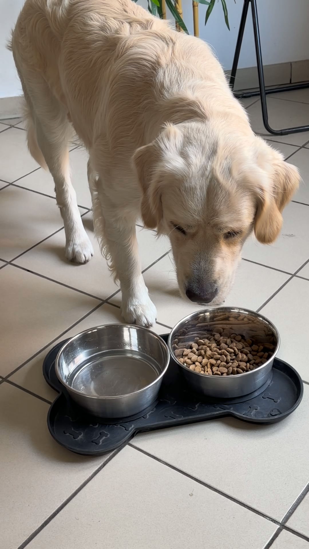Franklin Pet Food Facebook ad: 70 % de viande ou de poisson