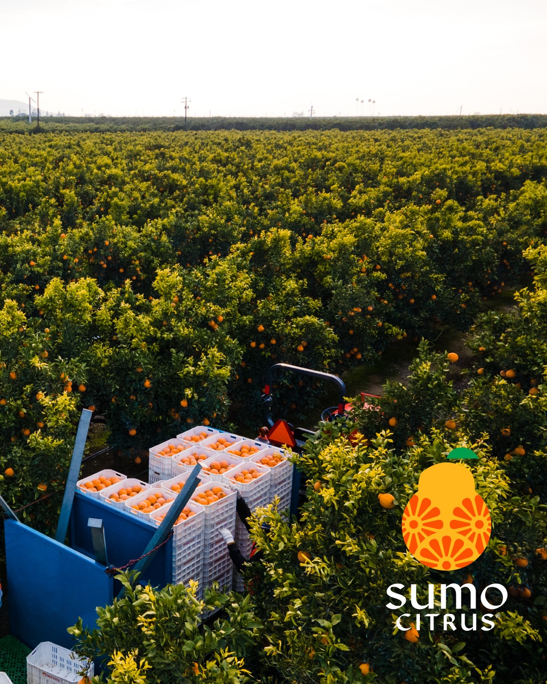 Sumo Citrus Facebook ad