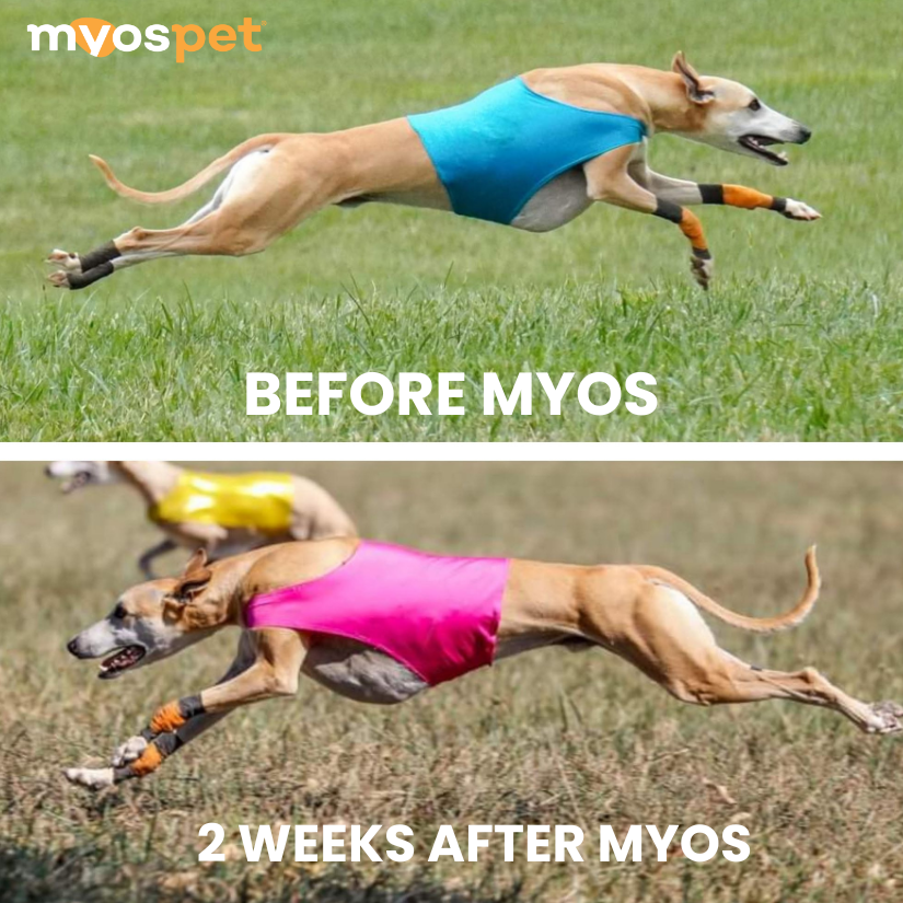 Myos Pet Products Facebook ad