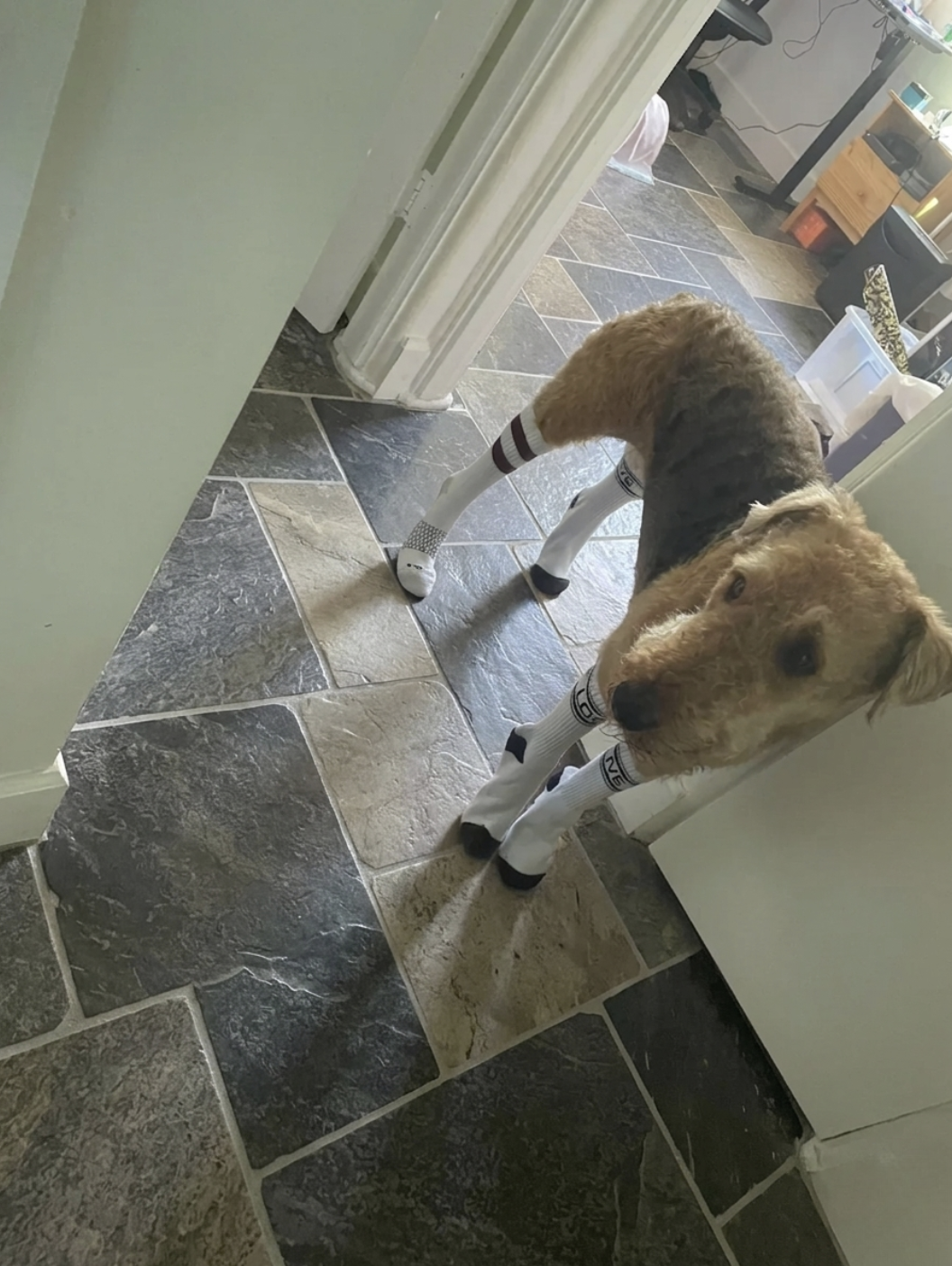 Sophie's DaiIy BIog Post Facebook ad: Read this if you have a dog.