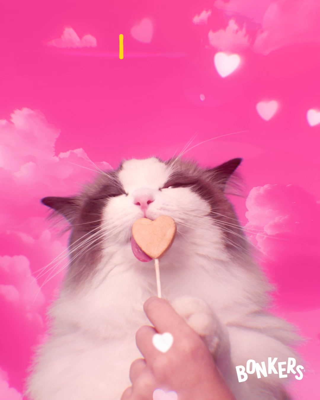Bonkers Pets Facebook ad: BONKERS É A LOUCURA