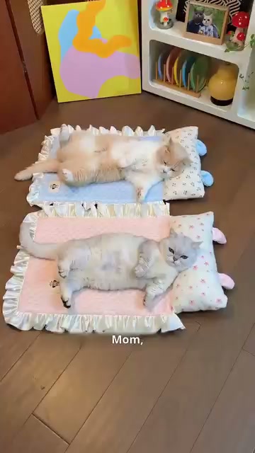 Ktty.fashier Facebook ad: Summer Bestseller! Pet Cooling Mat + Pillow, Over…