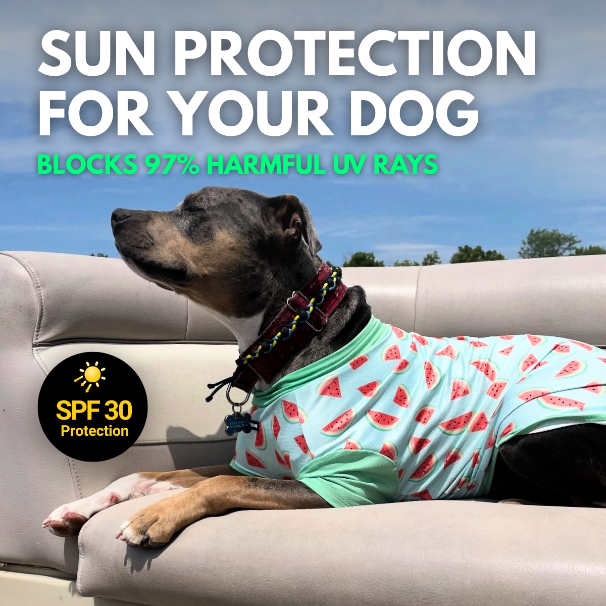 Spark Paws Facebook ad