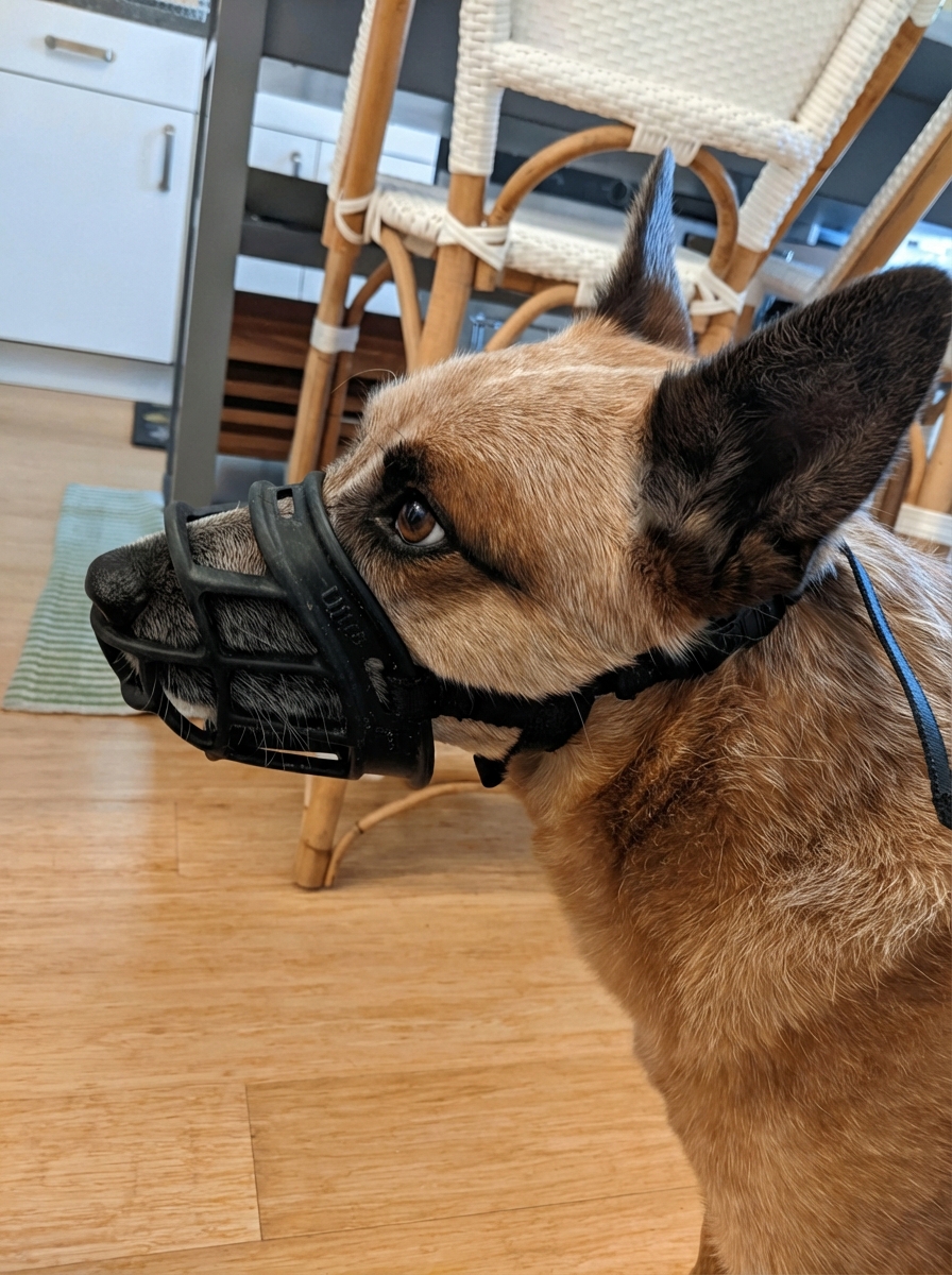 Canine Stress Research Institute Facebook ad