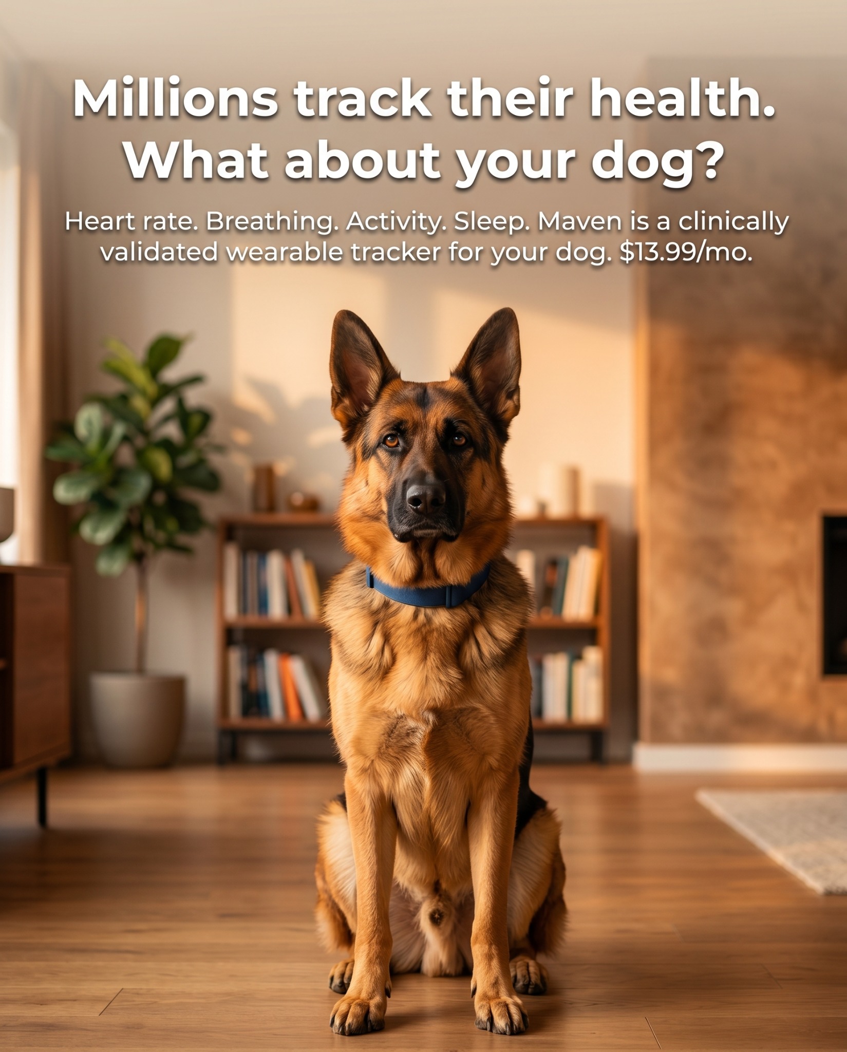 Maven Pet Facebook ad