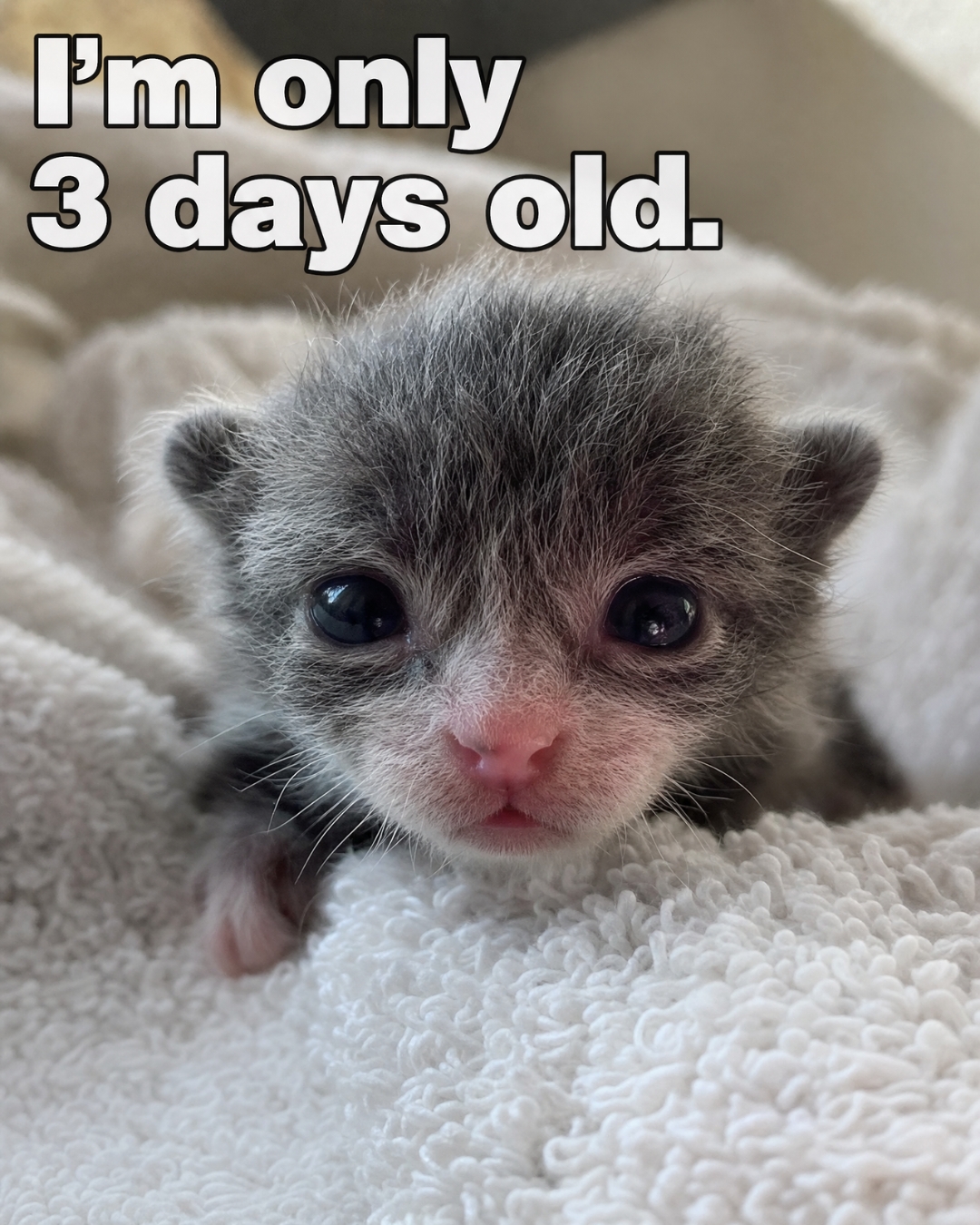 iHeartCats.com Facebook ad