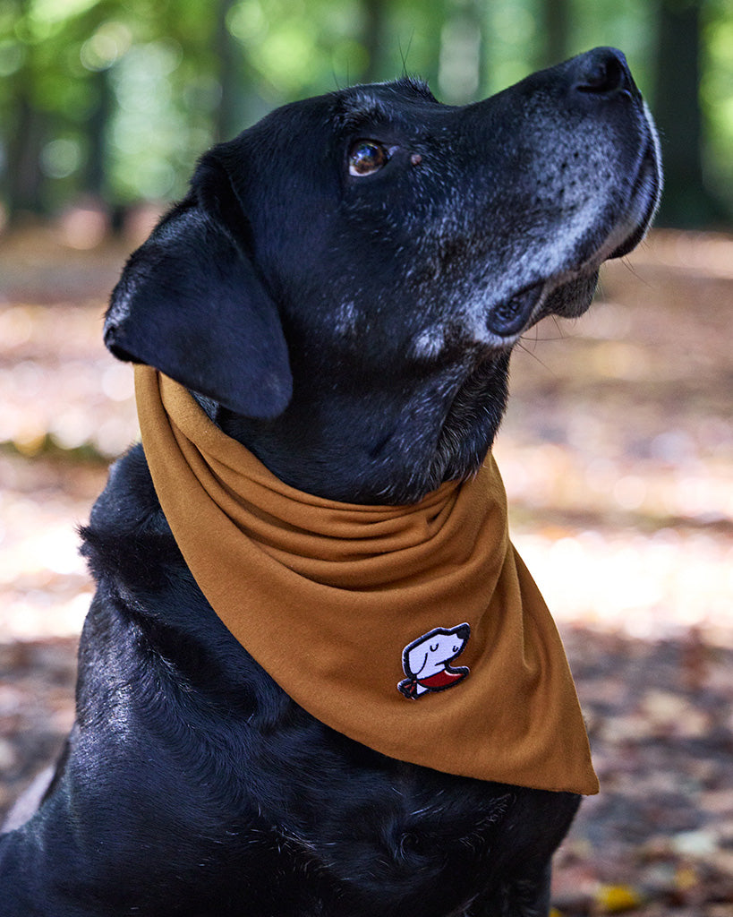 Duuf.be Facebook ad: Je hond wordt extra schattig met één van…