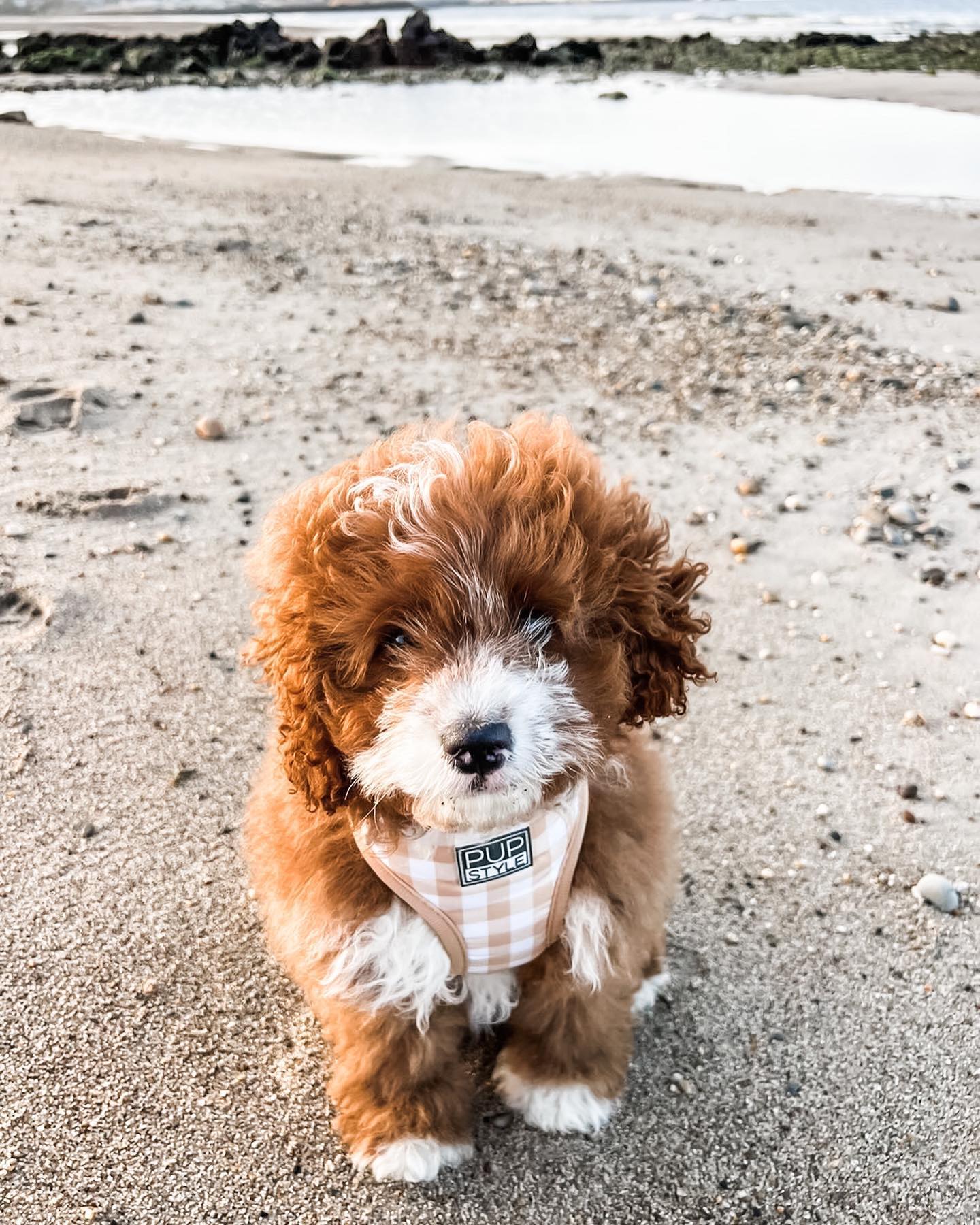 PUPSTYLE Store Facebook ad