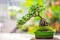 Dụng Cụ BonSai