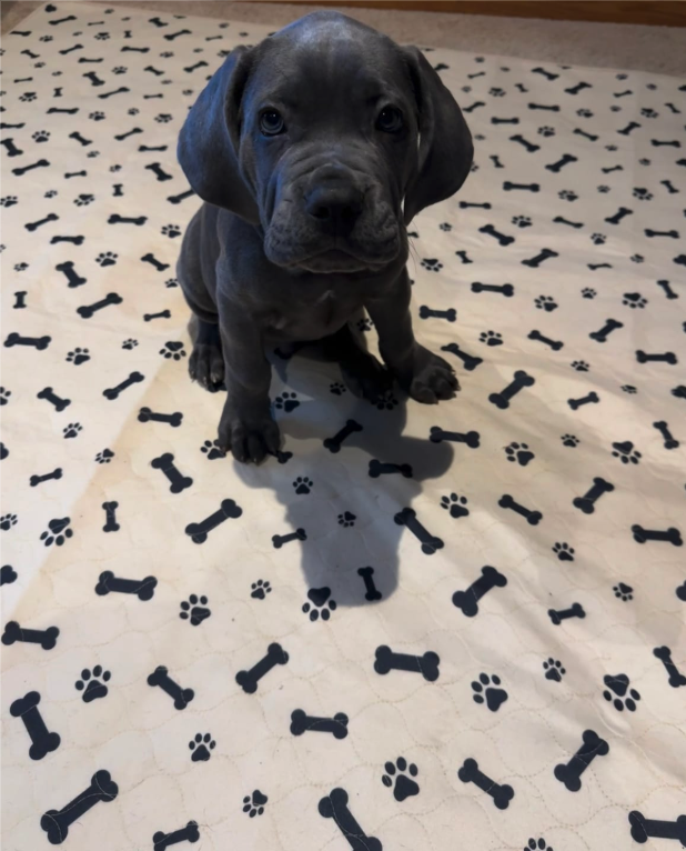 Potty Buddy Facebook ad