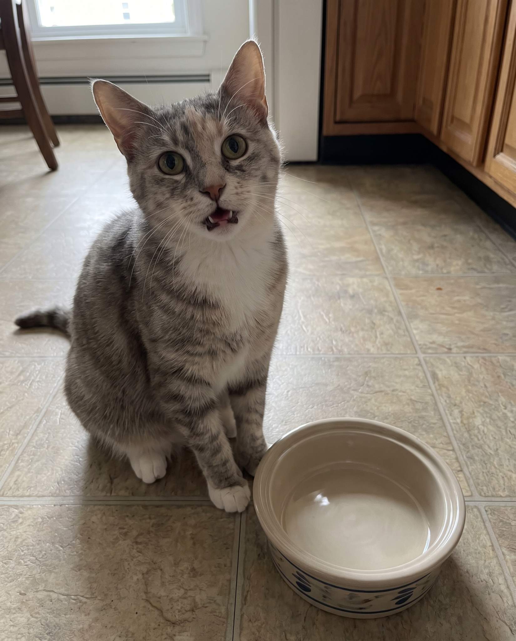 Vet Nurse - Kayla Brooks Facebook ad: A vet nurse's honest kidney cat advice