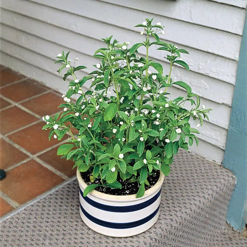 Gurney's Seed and Nursery Co. Facebook ad