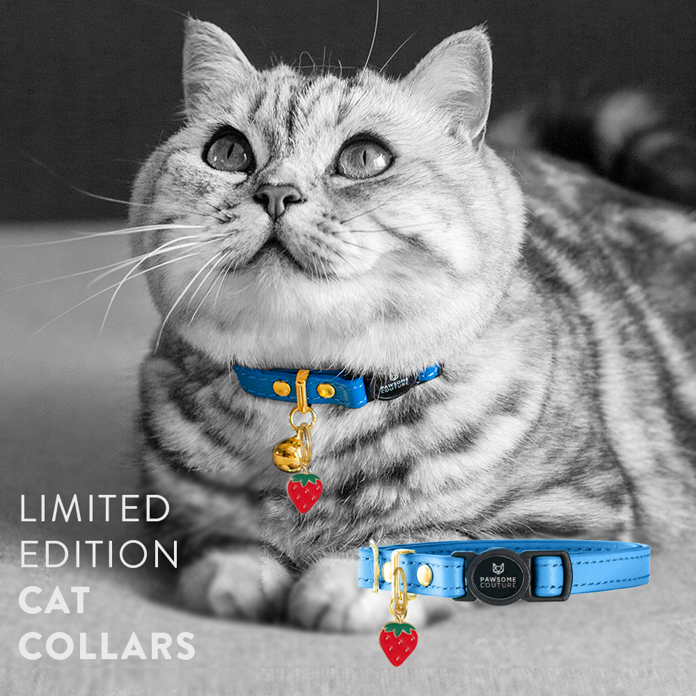 Pawsome Couture Facebook ad
