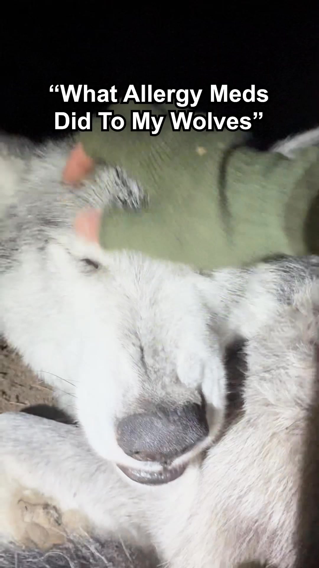 The Downtown Aly Facebook ad: What Allergy Meds Did To My Wolves