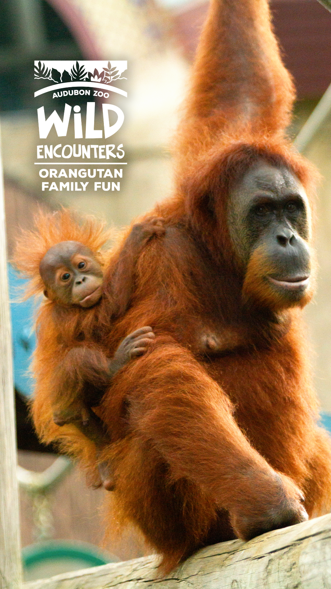 Audubon Zoo Facebook ad from Apr 30, 2026