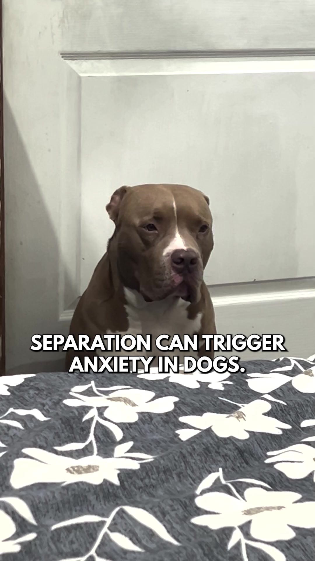 Spark Paws Facebook ad: A Wearable Hug For Your Pup