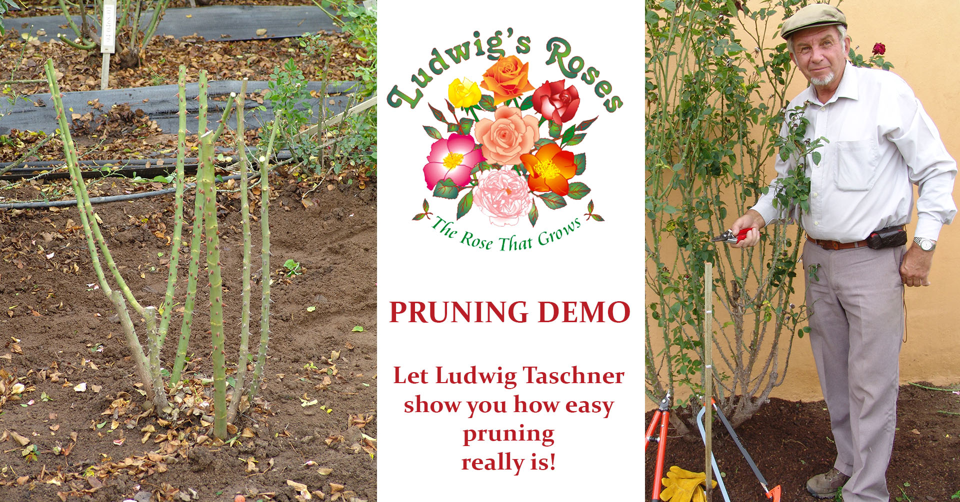 Ludwig's Roses Facebook ad: Rose winter pruning demo on the Rose Farm
