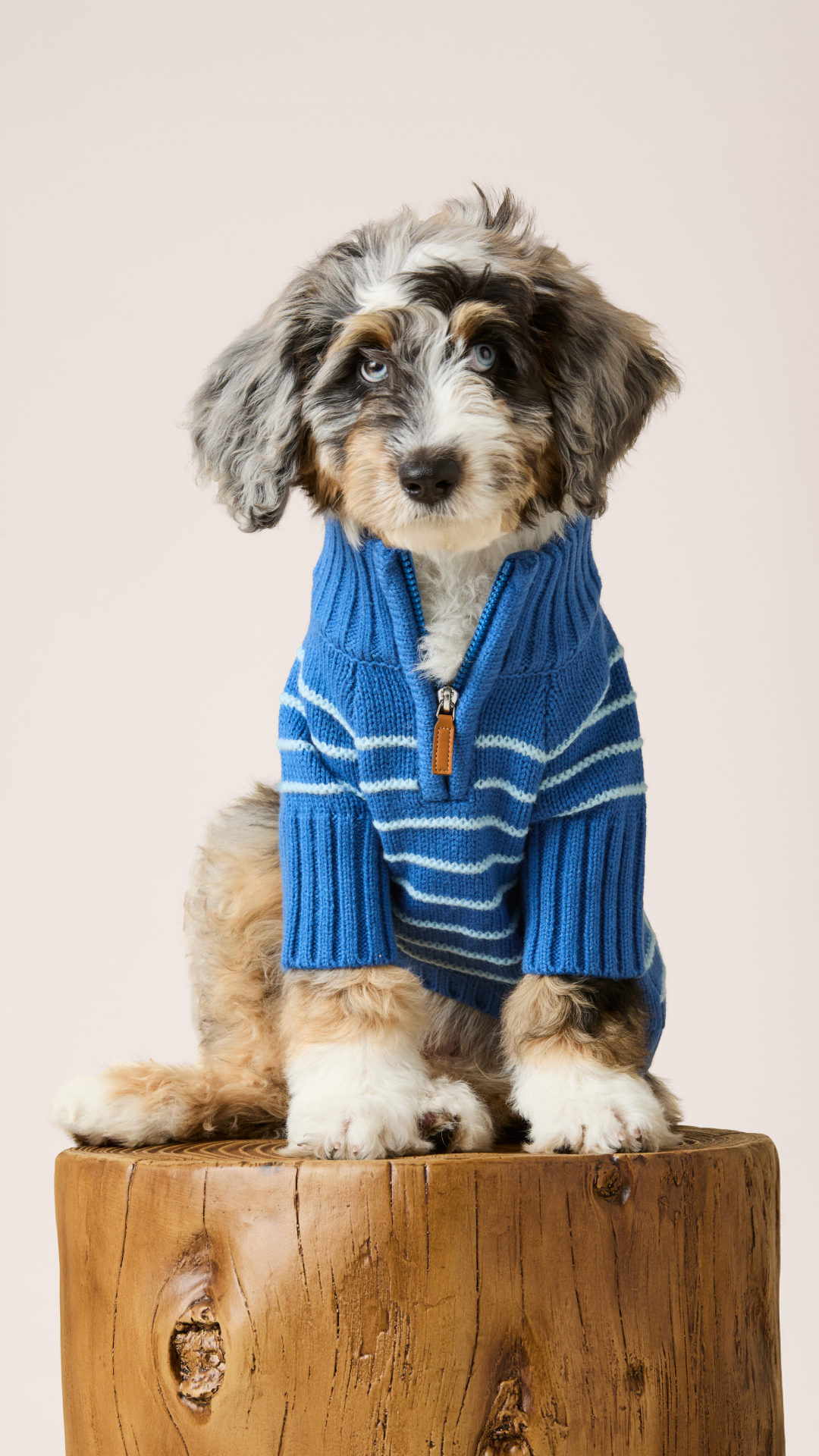 The Foggy Dog Facebook ad