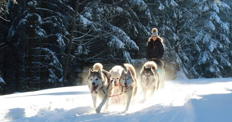 Huskyerlebnisse im Thüringer Wald Facebook ad: Outdoorerlebnisse, Touren mit Schlittenhunden, Lamas &…