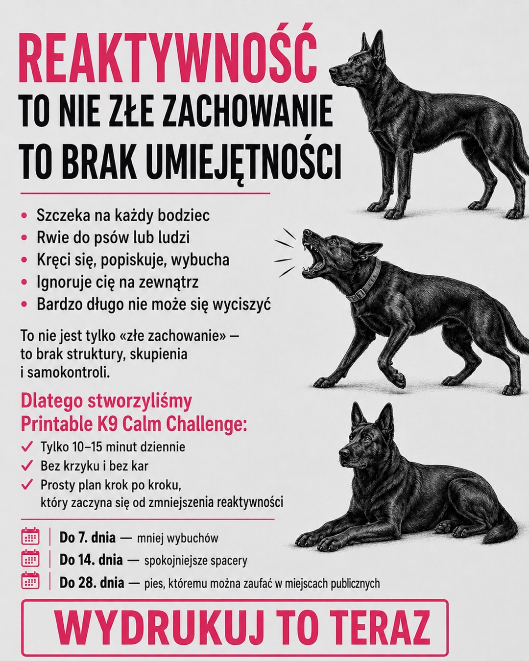 Reactive Dogs Club Facebook ad